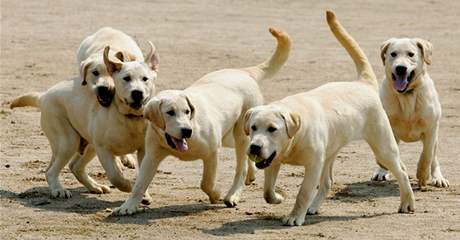 Korejci naklonovali první psy z protidrogového